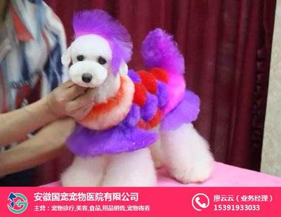 合肥寵物美容與寵物用品銷(xiāo)售服務(wù)全解析