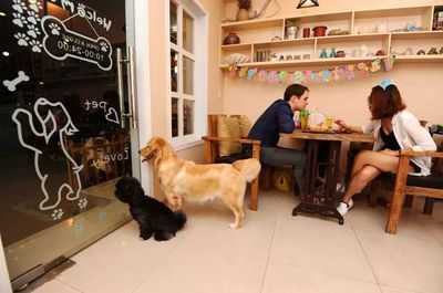 2019營(yíng)銷(xiāo)圈新興經(jīng)濟(jì)體系 寵物用品銷(xiāo)售是曇花一現(xiàn)還是未來(lái)趨勢(shì)？