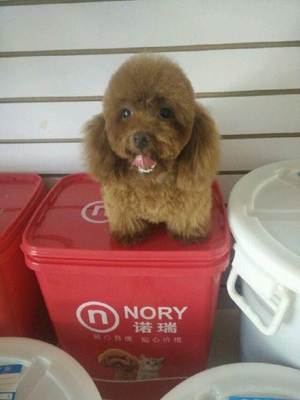 哆咪寵物專業(yè)美容 真摯服務(wù)為愛(ài)寵打造溫馨家園