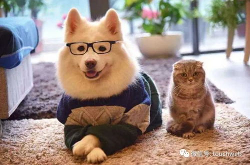 中恒寵物IPO終止 募資4.8億計(jì)劃落空，正和島為股東布局寵物用品市場(chǎng)