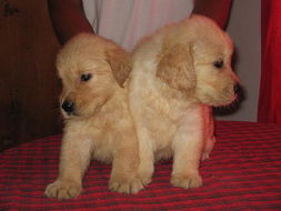 寵物用品交易市場的現狀與發展趨勢