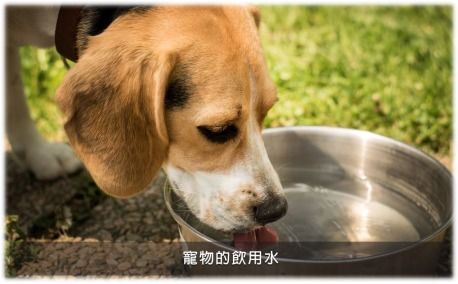 解決寵物異味難題 生物酶洗護產(chǎn)品的選購指南與品牌推薦