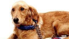 寵愛好物超值選購指南 專為貓狗家庭打造的低價寵物用品