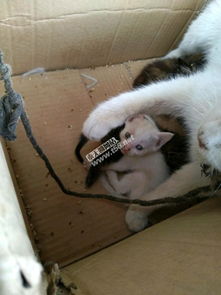 寵物生活新生態 從貓咪送養到用品交易的全方位指南